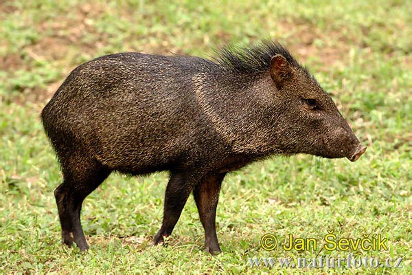 http://www.naturephoto-cz.com/photos/sevcik/collared-peccary--pecari-tajacu-pekari-2.jpg