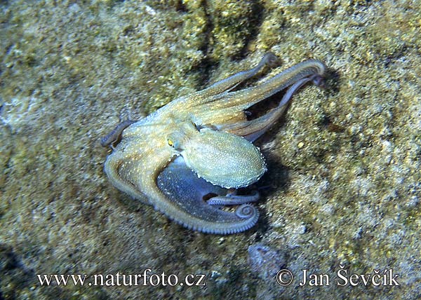 Pictures Of Common Octopus - Free Common Octopus pictures 