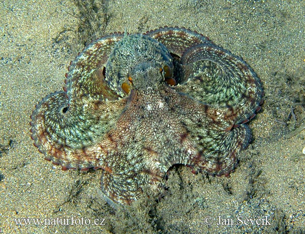 pictures of octopus. Common Octopus