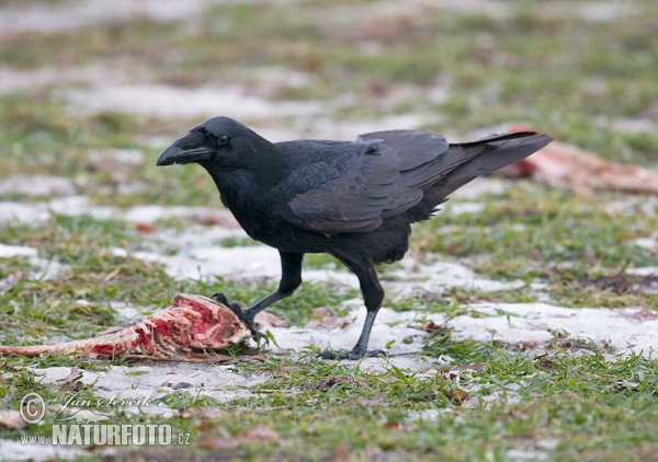 Common Raven (Corvus corax)