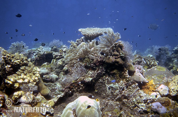Coral Reef (Coral)