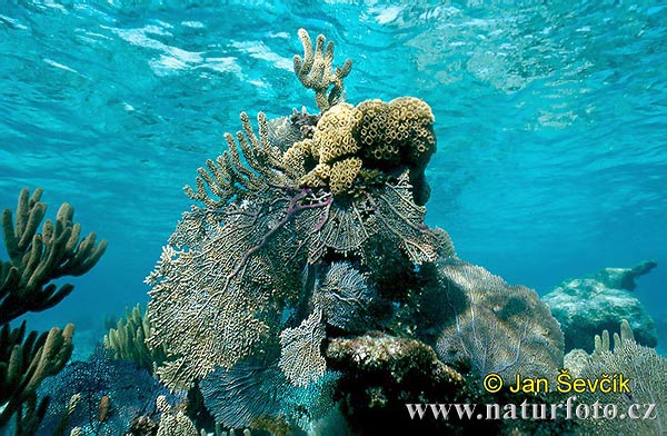 buona notte dans immagini buon...notte, giorno coral-reef--coral-reef