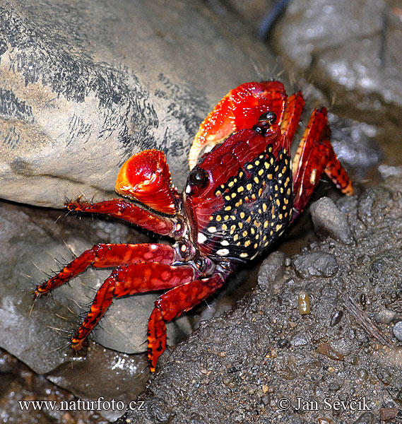 Crab Photos, Crab Images, Nature Wildlife Pictures | NaturePhoto