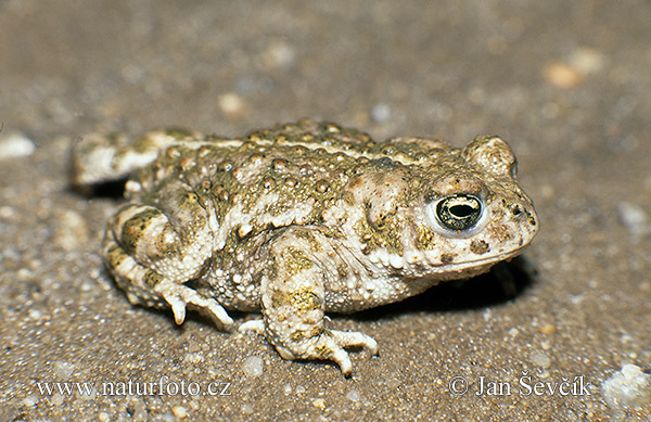 Crapaud calamite