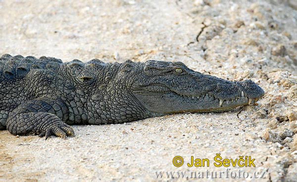 Crocodile des marais