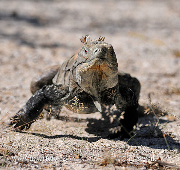 Cyclura ricordi