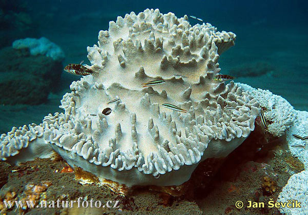 Pictures Of Coral - Free Coral pictures 