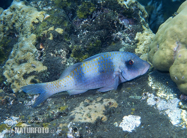 Doublebar goatfish (Parupeneus bifasciatus)