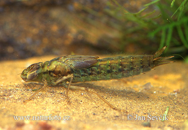 Dragonfly+larvae+identification