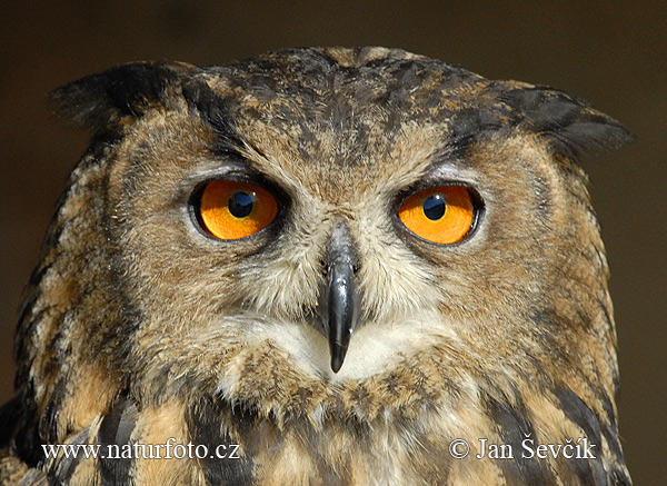 Eagle Owl Czech Republic Photo no 9179