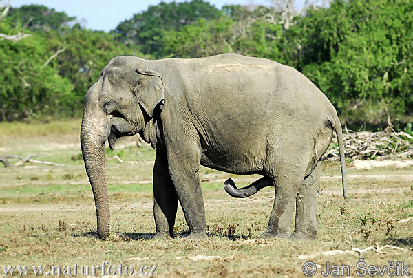 Elefante asiatico