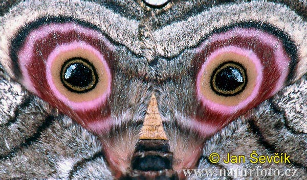 eyes of the sphinx moth  lisaj