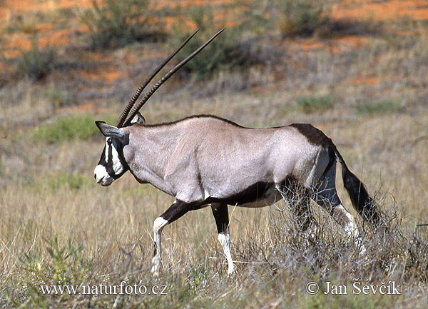 gemsbok--oryx_3.jpg