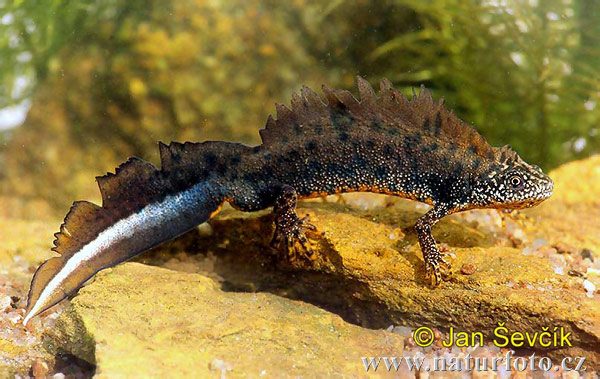 Pictures Of Warty Newt - Free Warty Newt pictures 