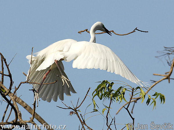 great-egret--egretta-alba-modesta-13.jpg