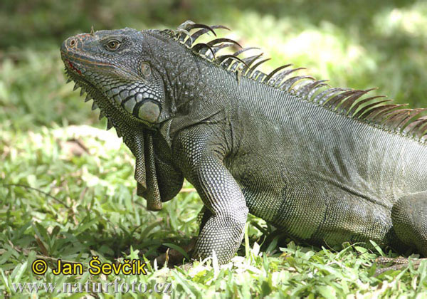 Foto Iguana dan Bunglon