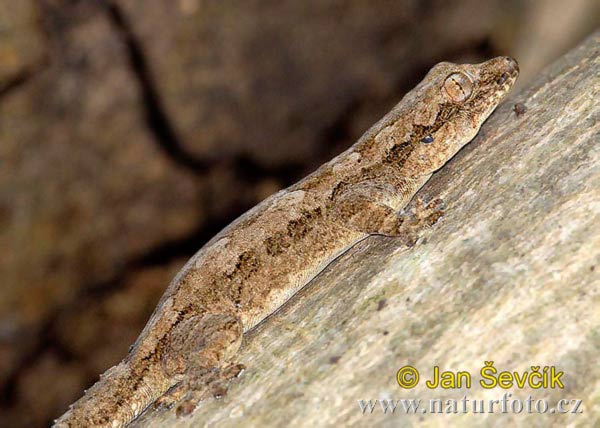 Hemidactylus leschenaultii