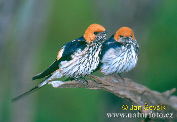 Hirundo abyssinica