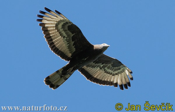 Pernis apivorus Pernis apivorus