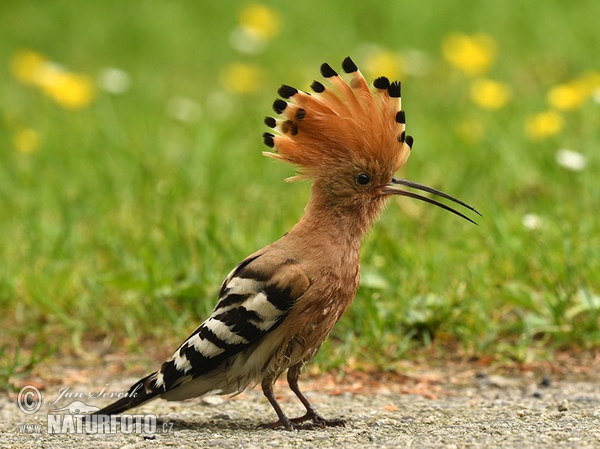 Hoopoe (Upupa epops)