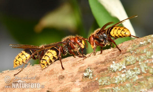 Hoornaar insect