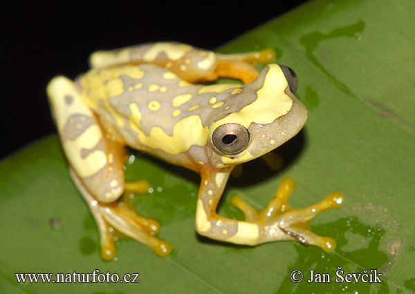 tree frog. Hourglass Tree Frog