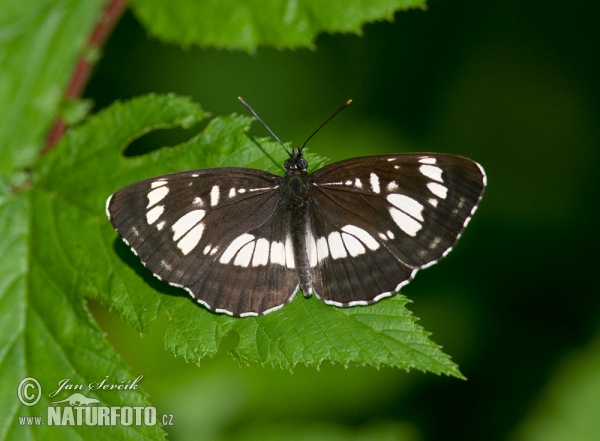 Hungarian Glider (Neptis rivularis)