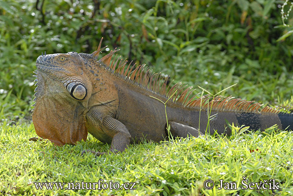Iguana verda
