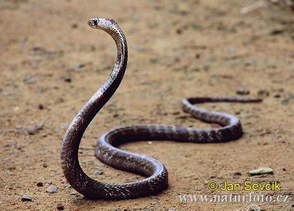 Indian Cobra Naja naja Indian Cobra Sri Lanka shot from snake farm