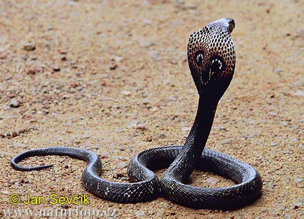 Indian Cobra Naja naja Indian Cobra Sri Lanka shot from snake farm
