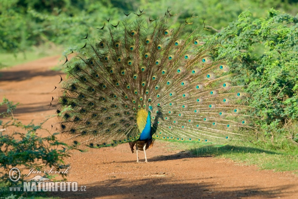 Indian Peafowl (Pavo cristatus)