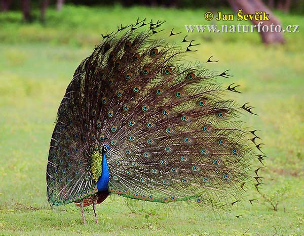 indian-peafowl--pavo-cristatus-1.jpg