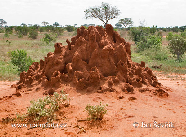Isoptères termites