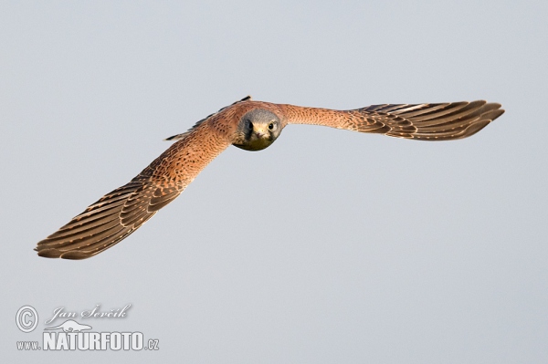 Kestrel (Falco tinnunculus)