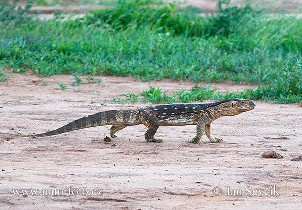 Lagarto-monitor