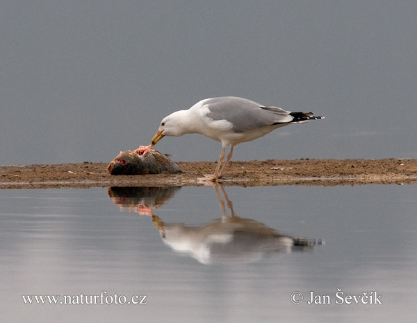 Larus cachinnans