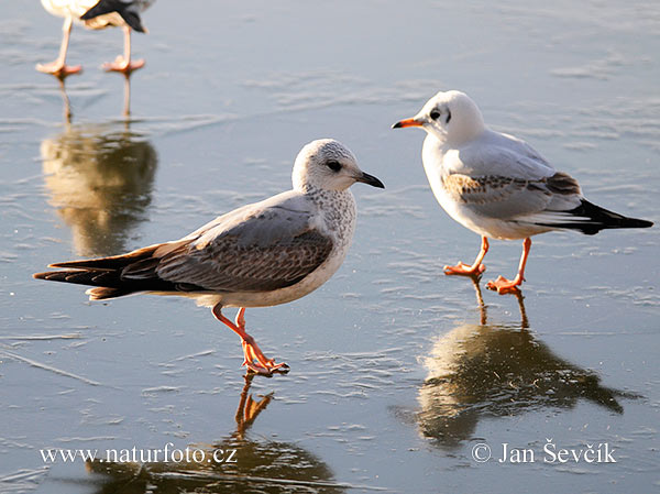 Larus canus