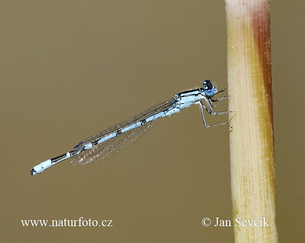 Libélula común azul