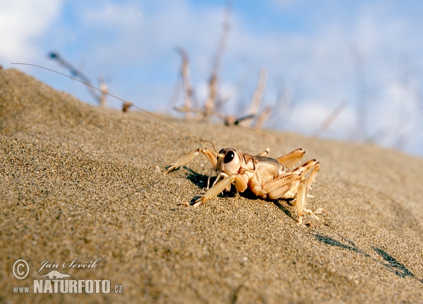 Locust (Schizodactylus inexpectatus)