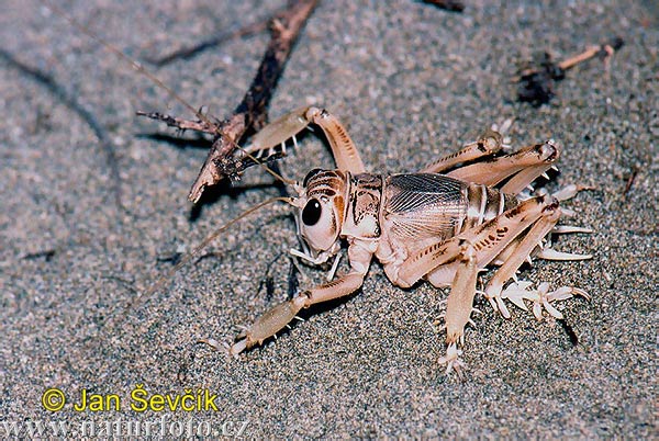 Pictures Of Locust - Free Locust pictures 
