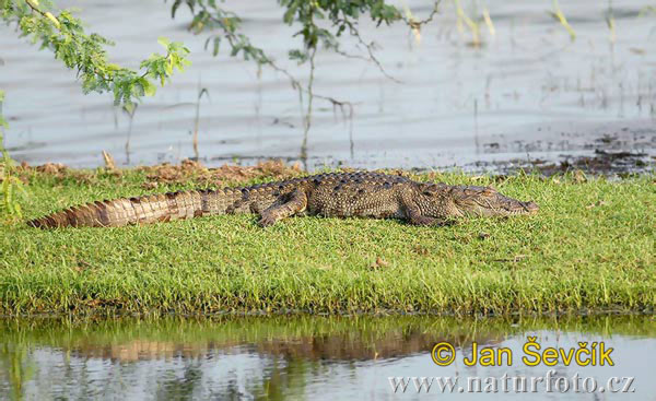 Sri Lanka Crocodile