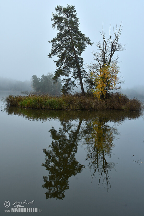 Morning fog on the pond (Tre)