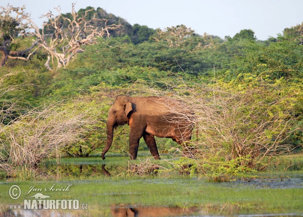 National park Bundala (CL)