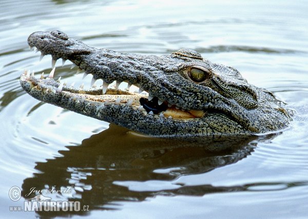 Nila krokodilo