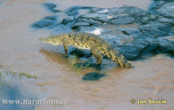 Nile Crocodile