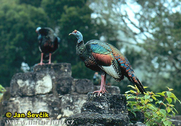 ocellated-turkey--meleagris-ocellata.jpg