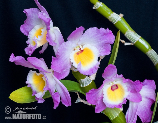 Orchid (Dendrobium sp.)