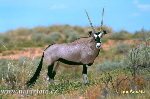 oryx-gazella--oryx-gazella.jpg