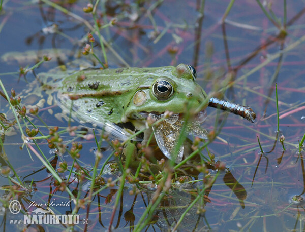 Pool Frog (Rana lessonae)
