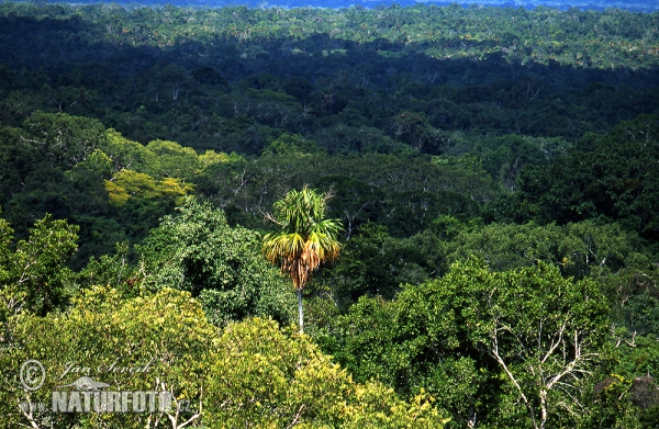 Rainforest Petén (GCA)